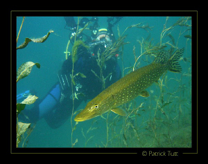 Pike pictured on both sides - Geneva - Lumix FX01 by Patrick Tutt 